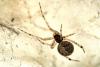 Theridion sp.